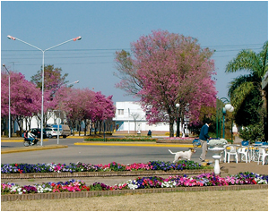 Los lapachos rosados aportan a la bella arquitectura del pueblo